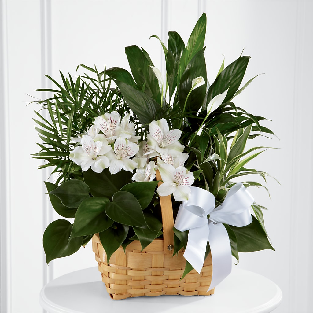 Peace & Serenity Dishgarden – THE MOST BLOOMS & MORE, Grand Bay AL
