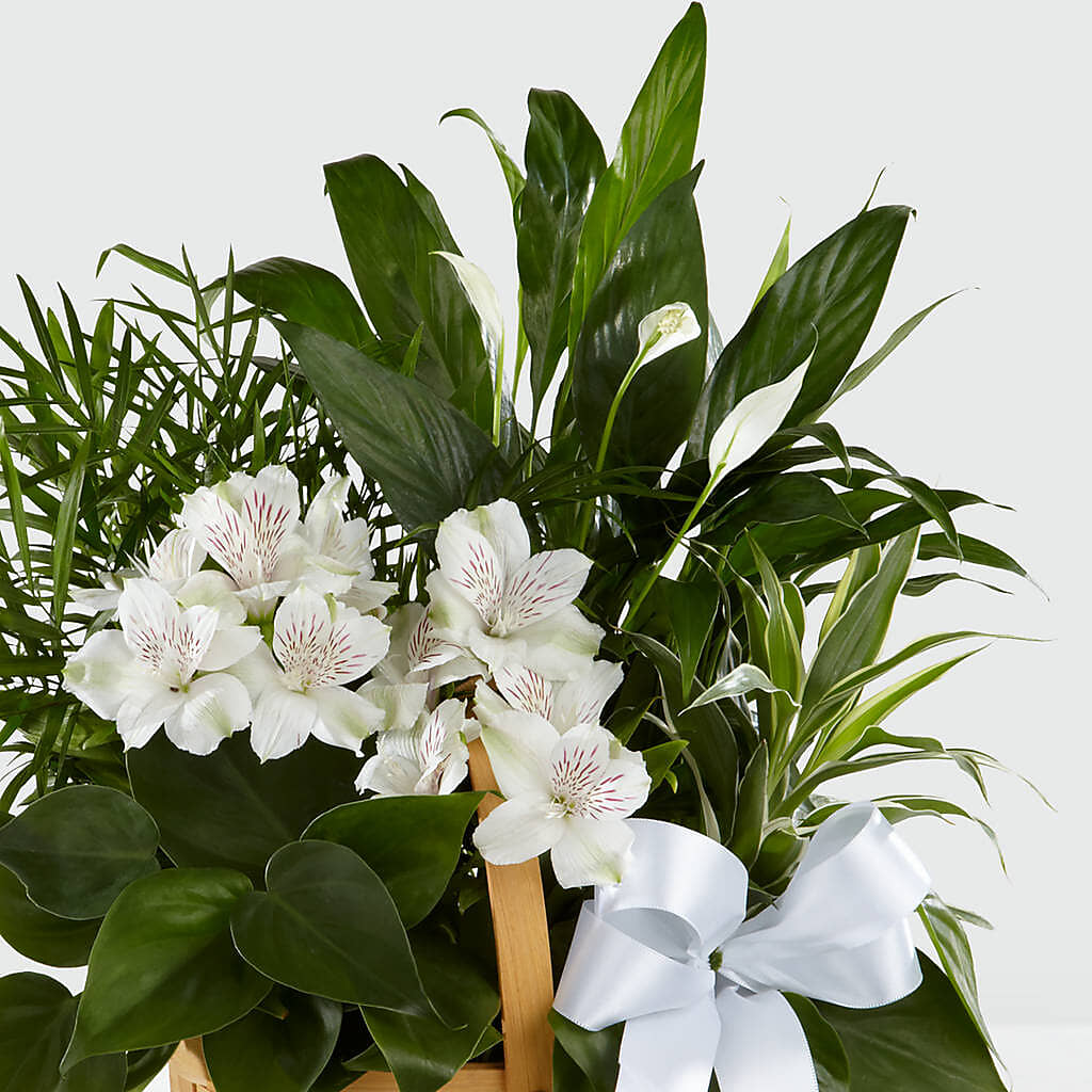 Peace & Serenity Dishgarden – THE MOST BLOOMS & MORE, Grand Bay AL