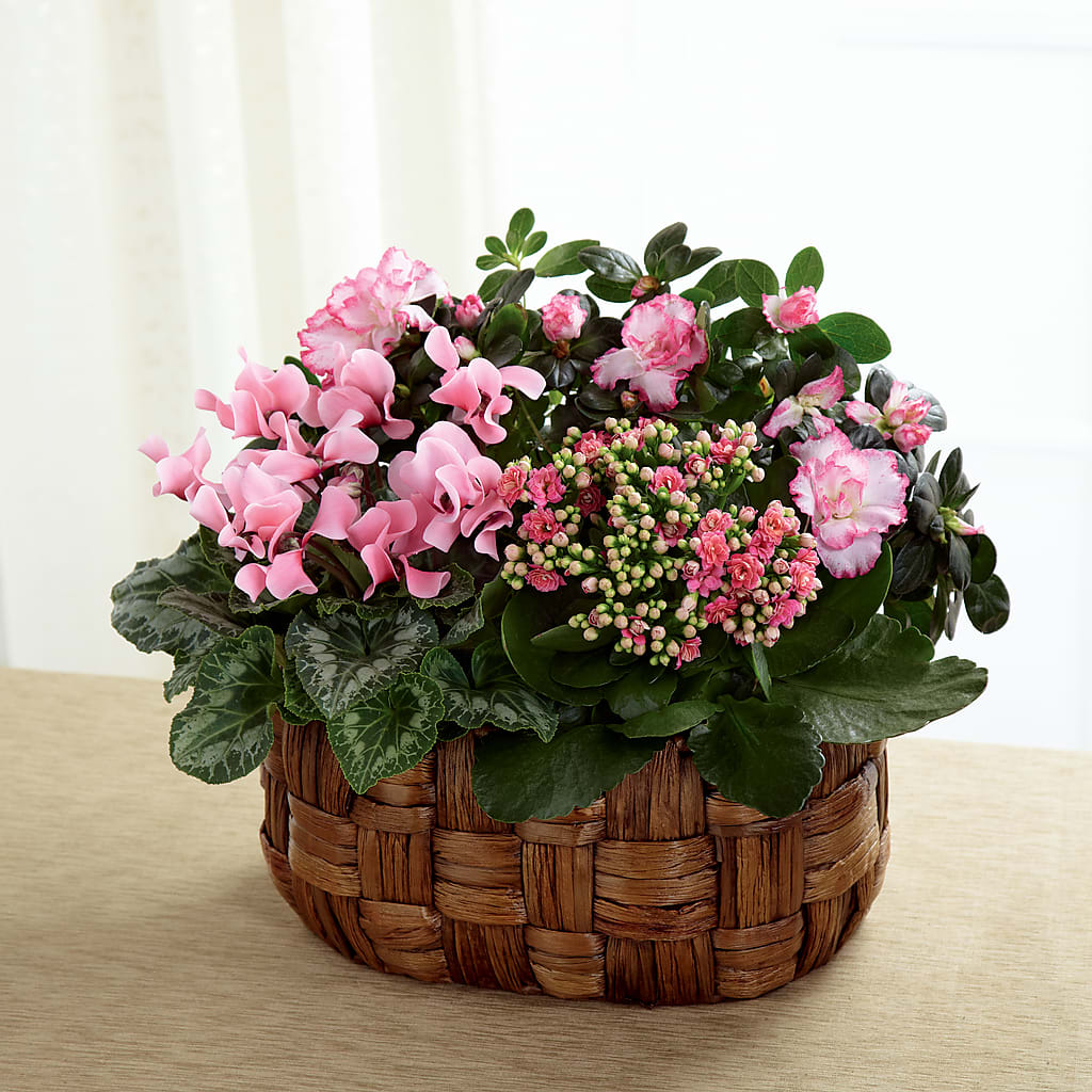 Pink Assortment – THE MOST BLOOMS & MORE, Grand Bay AL