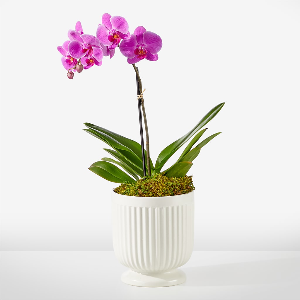Friendly Fuchsia Orchid – THE MOST BLOOMS & MORE, Grand Bay AL