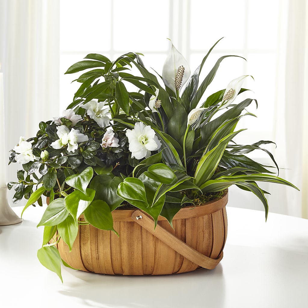 Serene Dishgarden – THE MOST BLOOMS & MORE, Grand Bay AL