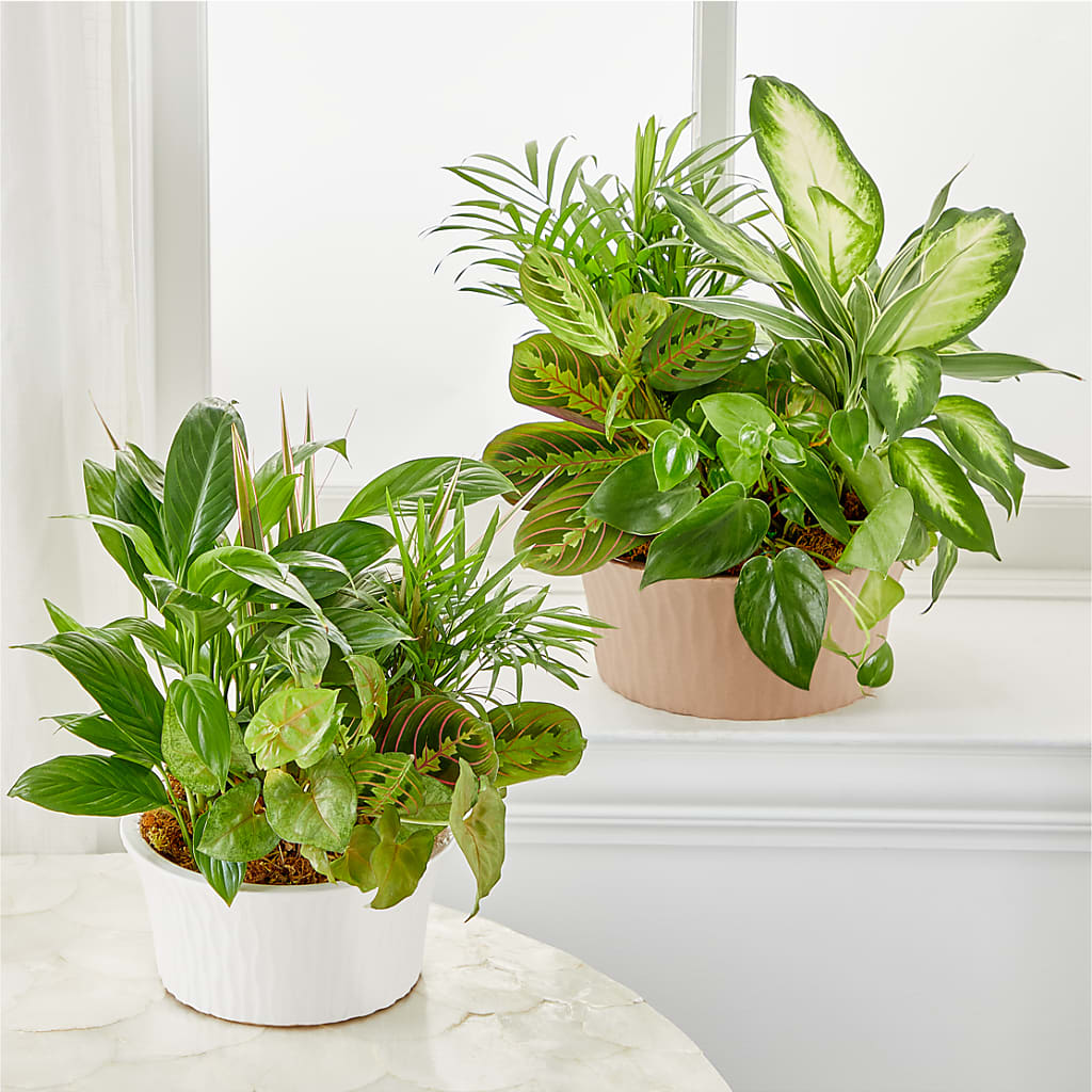 Balance & Harmony Dishgarden – THE MOST BLOOMS & MORE, Grand Bay AL