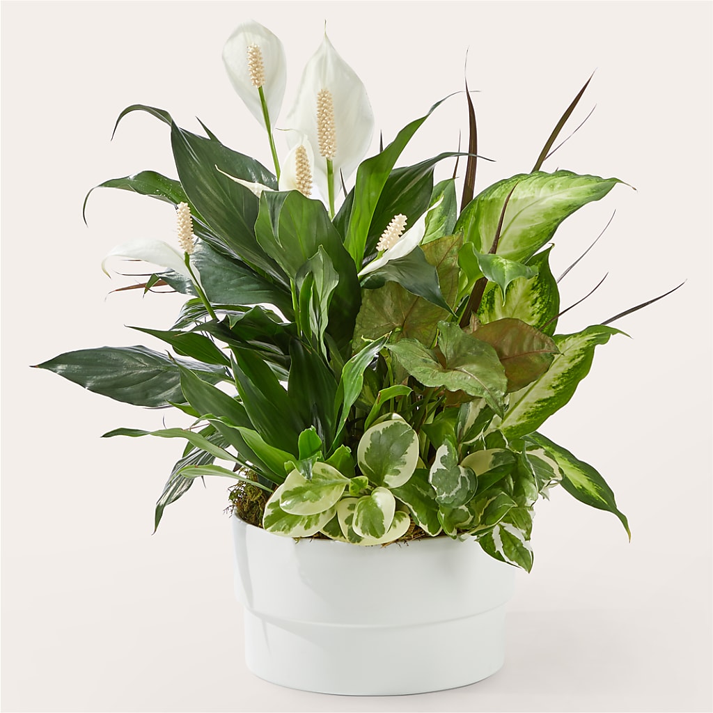 Radiating Positivity Dishgarden – THE MOST BLOOMS & MORE, Grand Bay AL