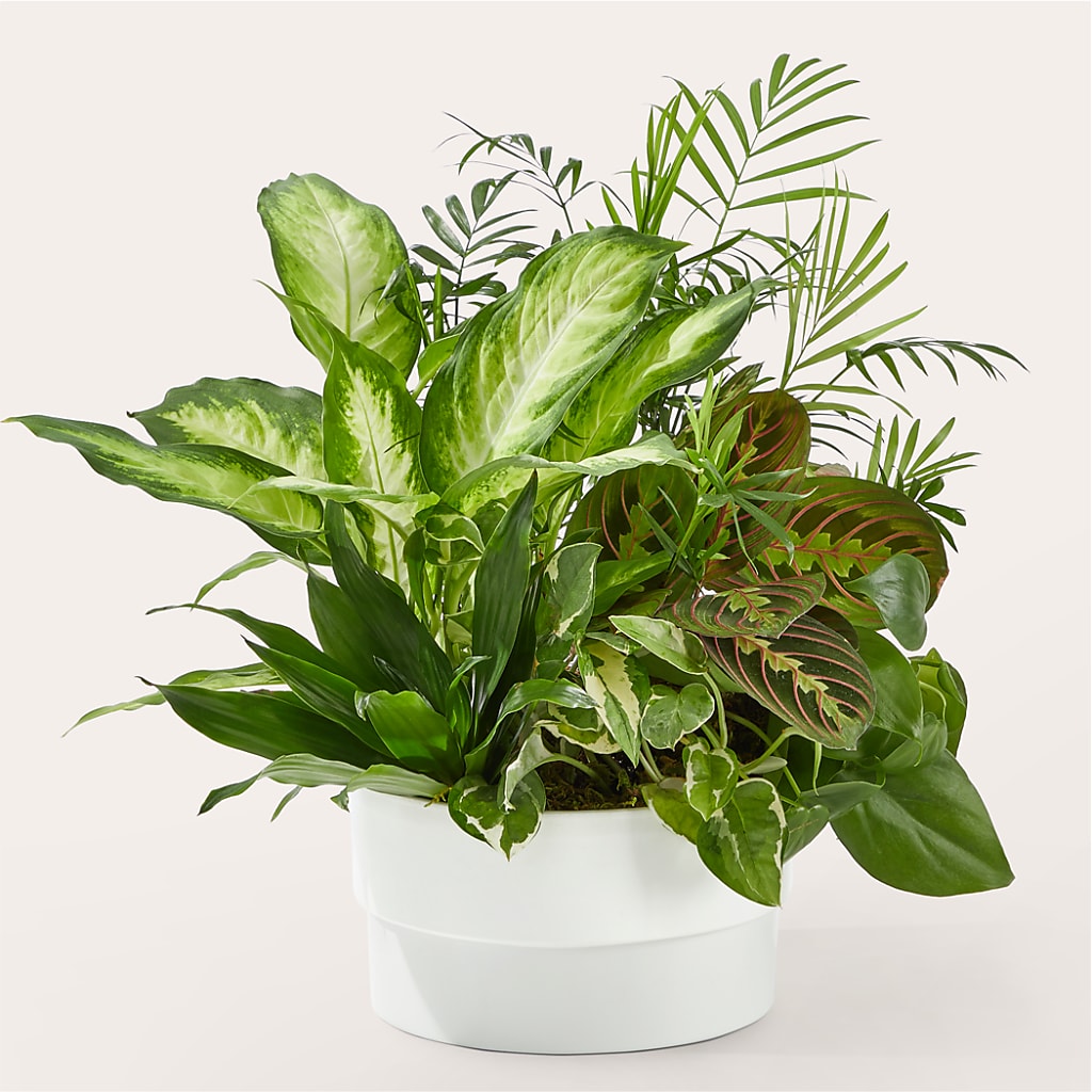 Radiating Positivity Dishgarden – THE MOST BLOOMS & MORE, Grand Bay AL