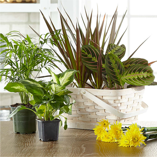 Florist Designed Blooming and Green Plants in a Basket – THE MOST BLOOMS & MORE, Grand Bay AL