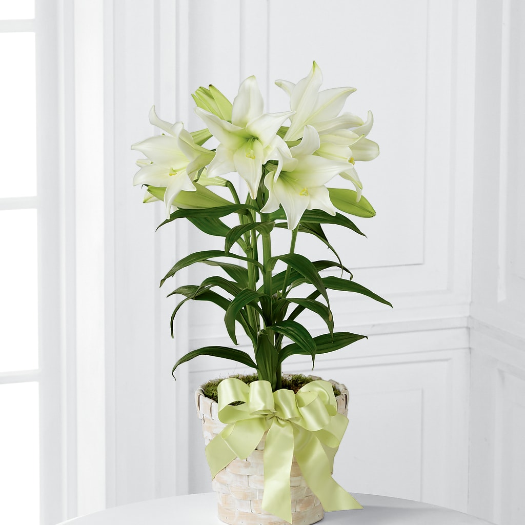 Easter Lily Plant – THE MOST BLOOMS & MORE, Grand Bay AL