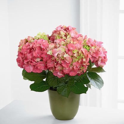 Pink Hydrangea Planter – THE MOST BLOOMS & MORE, Grand Bay AL