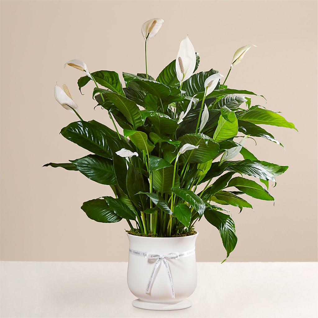 Comfort Planter – THE MOST BLOOMS & MORE, Grand Bay AL