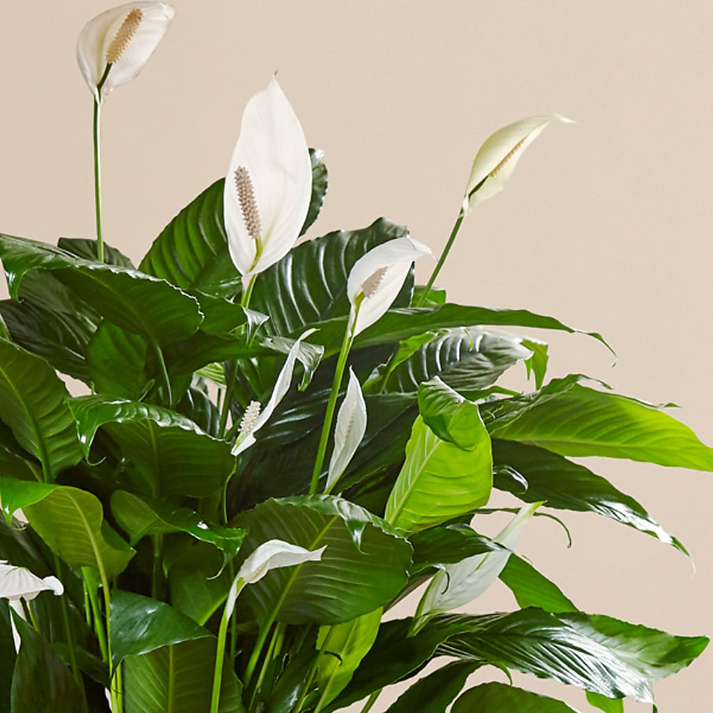 Comfort Planter – THE MOST BLOOMS & MORE, Grand Bay AL