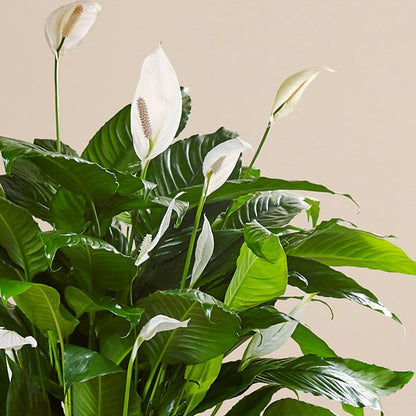 Comfort Planter – THE MOST BLOOMS & MORE, Grand Bay AL