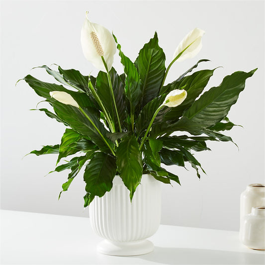 Comfort Planter – THE MOST BLOOMS & MORE, Grand Bay AL