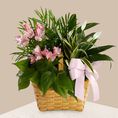 Living Spirit Dishgarden – THE MOST BLOOMS & MORE, Grand Bay AL