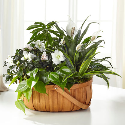 Serene Dishgarden – THE MOST BLOOMS & MORE, Grand Bay AL