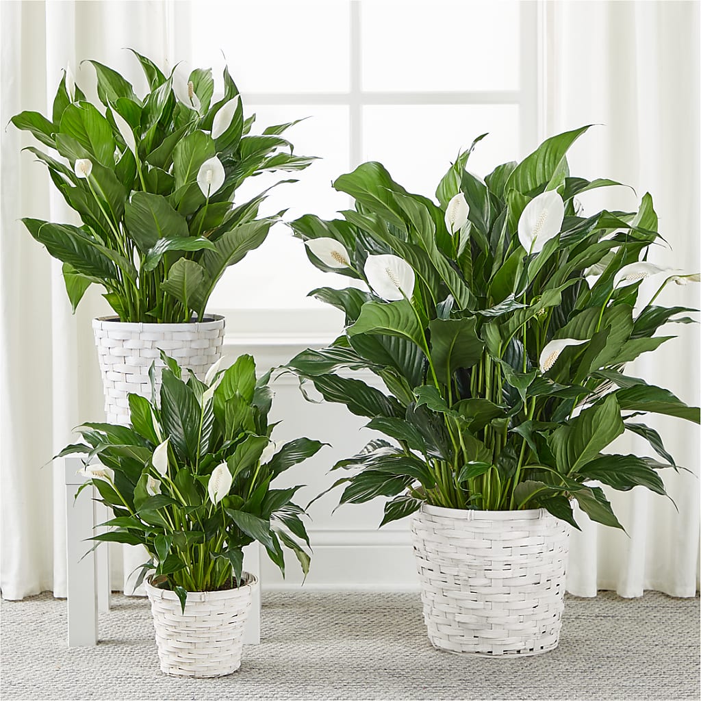 A New Leaf Peace Lily – THE MOST BLOOMS & MORE, Grand Bay AL