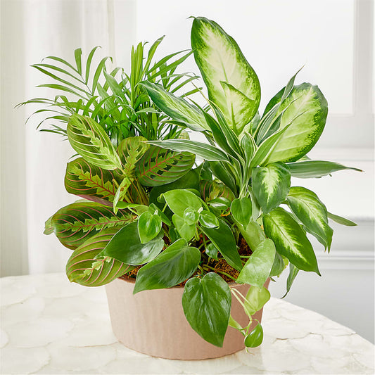 Balance & Harmony Dishgarden – THE MOST BLOOMS & MORE, Grand Bay AL