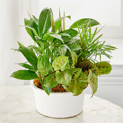 Balance & Harmony Dishgarden – THE MOST BLOOMS & MORE, Grand Bay AL