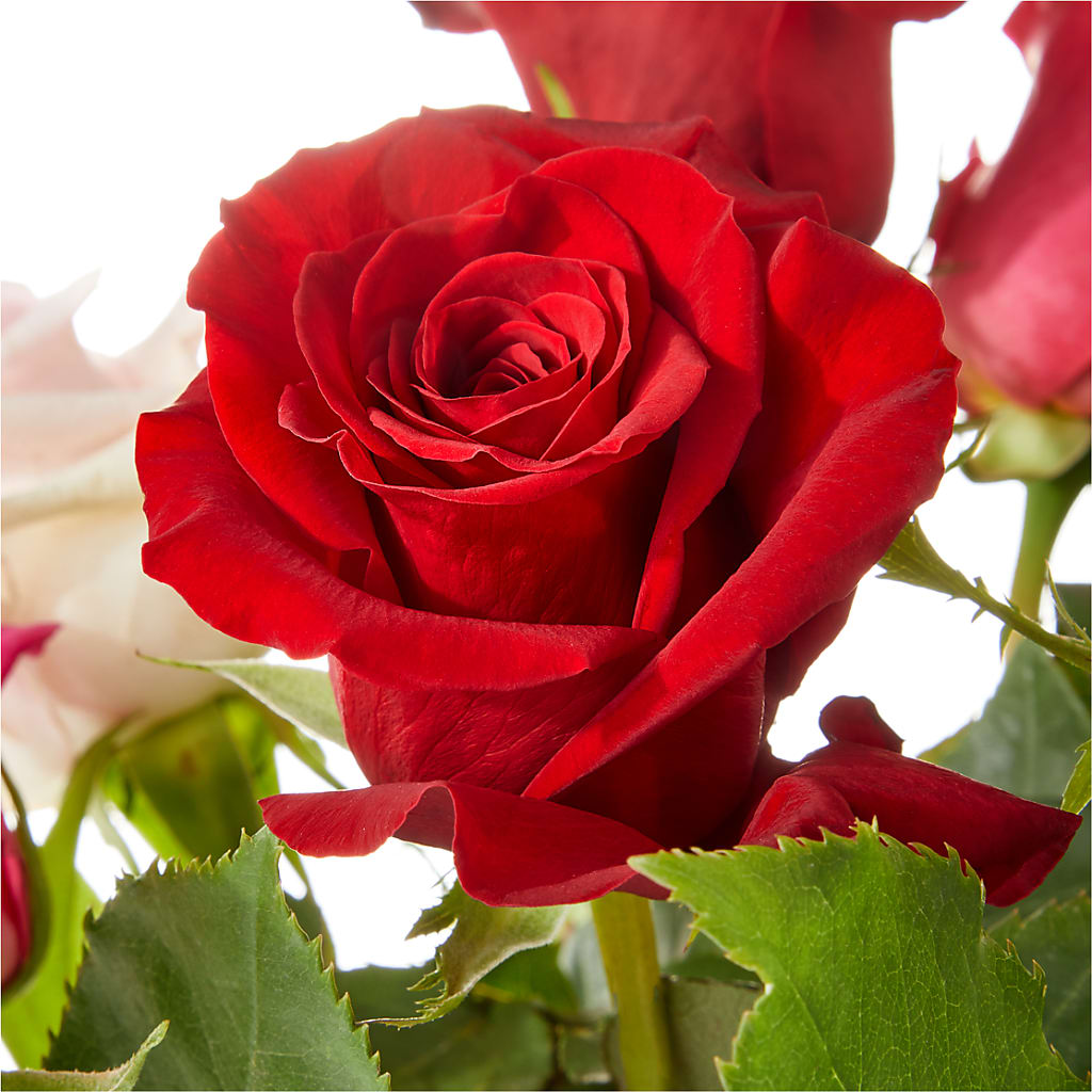 Love Notes Rose Bouquet – THE MOST BLOOMS & MORE, Grand Bay AL